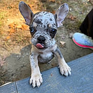 Ember is registered to the contest to win money with this photo: puppy, dog, small_dog, ears, tongue, outdoor, autumn, leaves, close_up, cute, pet, animal, young, speckled, gray, black, white, curious, wood, shoe