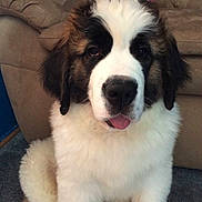 Comet is registered to the contest to win money with this photo: