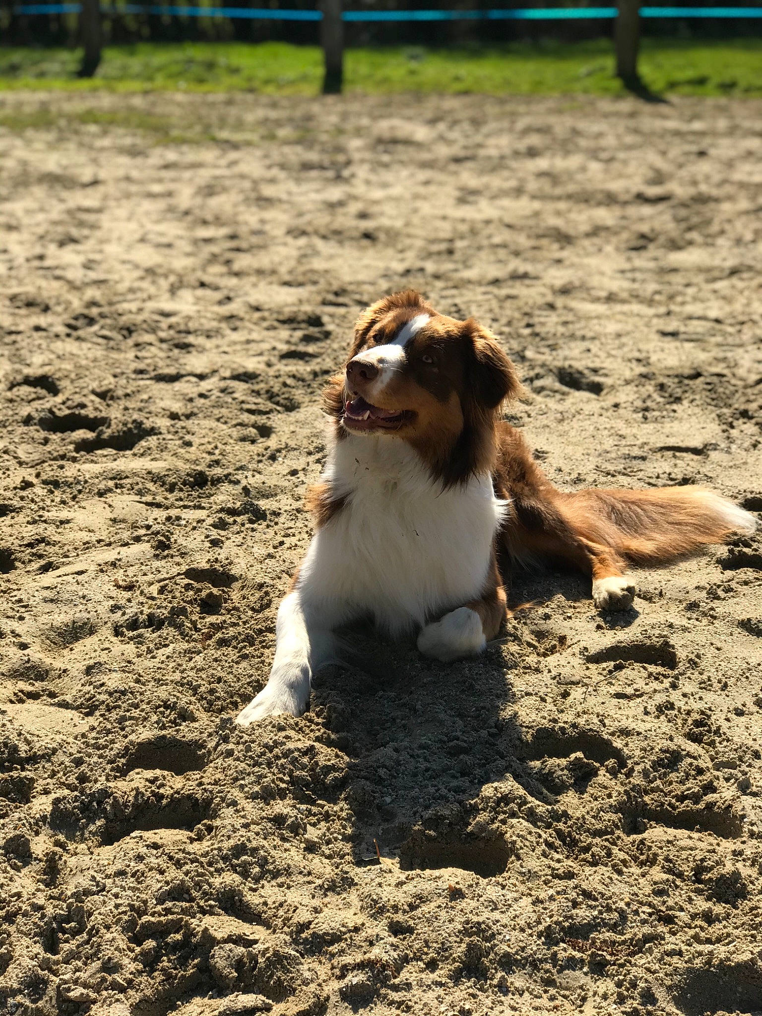 Pongo a rejoint le concours — aidez-le/la à gagner de superbes lots ! australian_shepherd, canidae, carnivore, cavalier_king_charles_spaniel, companion_dog, dog, dog_breed, drentse_patrijshond, king_charles_spaniel, kooikerhondje, mammal, spaniel, sporting_group, welsh_springer_spaniel