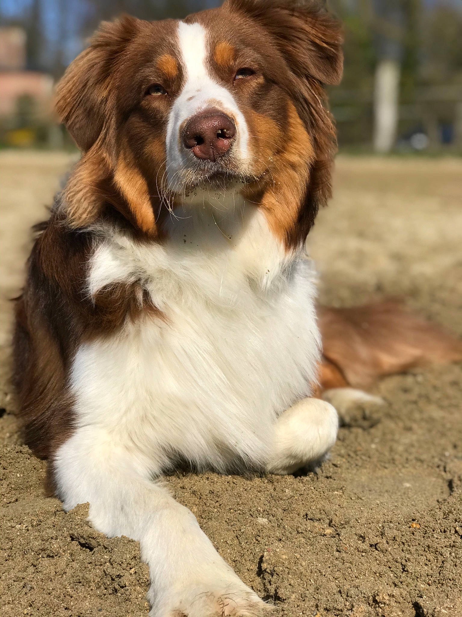 Pongo participe au concours pour gagner de l'argent avec cette photo : australian_collie, australian_shepherd, canidae, carnivore, companion_dog, dog, dog_breed, drentse_patrijshond, english_shepherd, giant_dog_breed, karakachan_dog, mammal, miniature_australian_shepherd, moscow_watchdog, rare_breed_dog, sporting_group, vertebrate