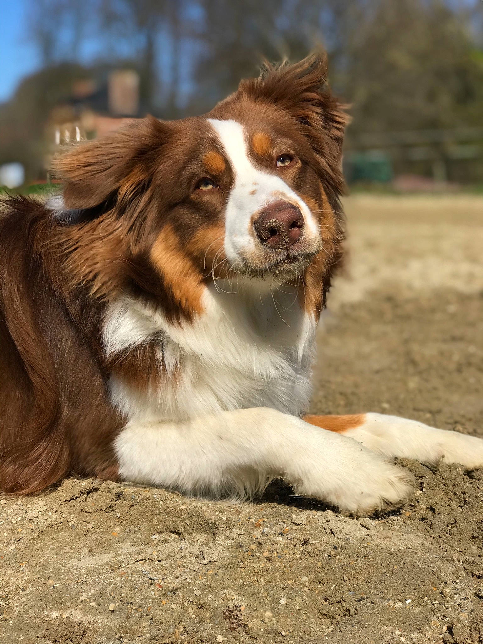 Pongo participe au concours pour gagner de l'argent avec cette photo : australian_collie, australian_shepherd, border_collie, canidae, carnivore, companion_dog, dog, dog_breed, drentse_patrijshond, english_shepherd, herding_dog, mammal, scotch_collie, sporting_group, vertebrate, welsh_sheepdog