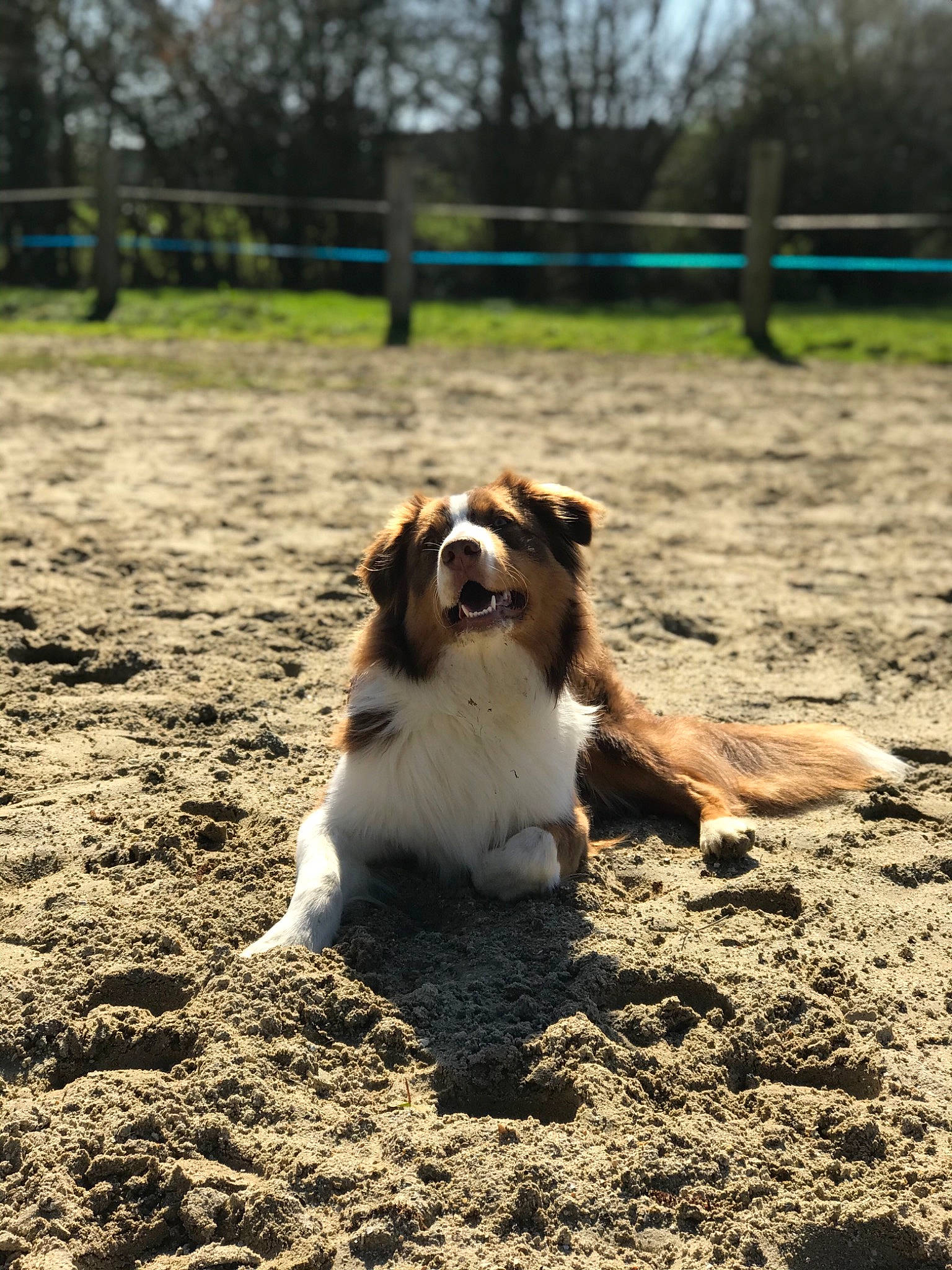 Pongo a rejoint le concours — aidez-le/la à gagner de superbes lots ! australian_shepherd, border_collie, canidae, carnivore, companion_dog, dog, dog_breed, english_shepherd, grass, kooikerhondje, mammal, miniature_australian_shepherd, rough_collie, shetland_sheepdog, sporting_group, vertebrate, welsh_sheepdog, working_dog