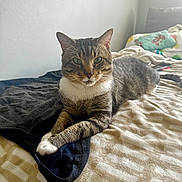 Chippy joined the competition — help win amazing prizes! animal, bed, blanket, cat, cozy, cute, domestic, feline, fur, green_eyes, home, indoor, laying, paws, pet, relaxed, resting, soft_light, tabby, whiskers