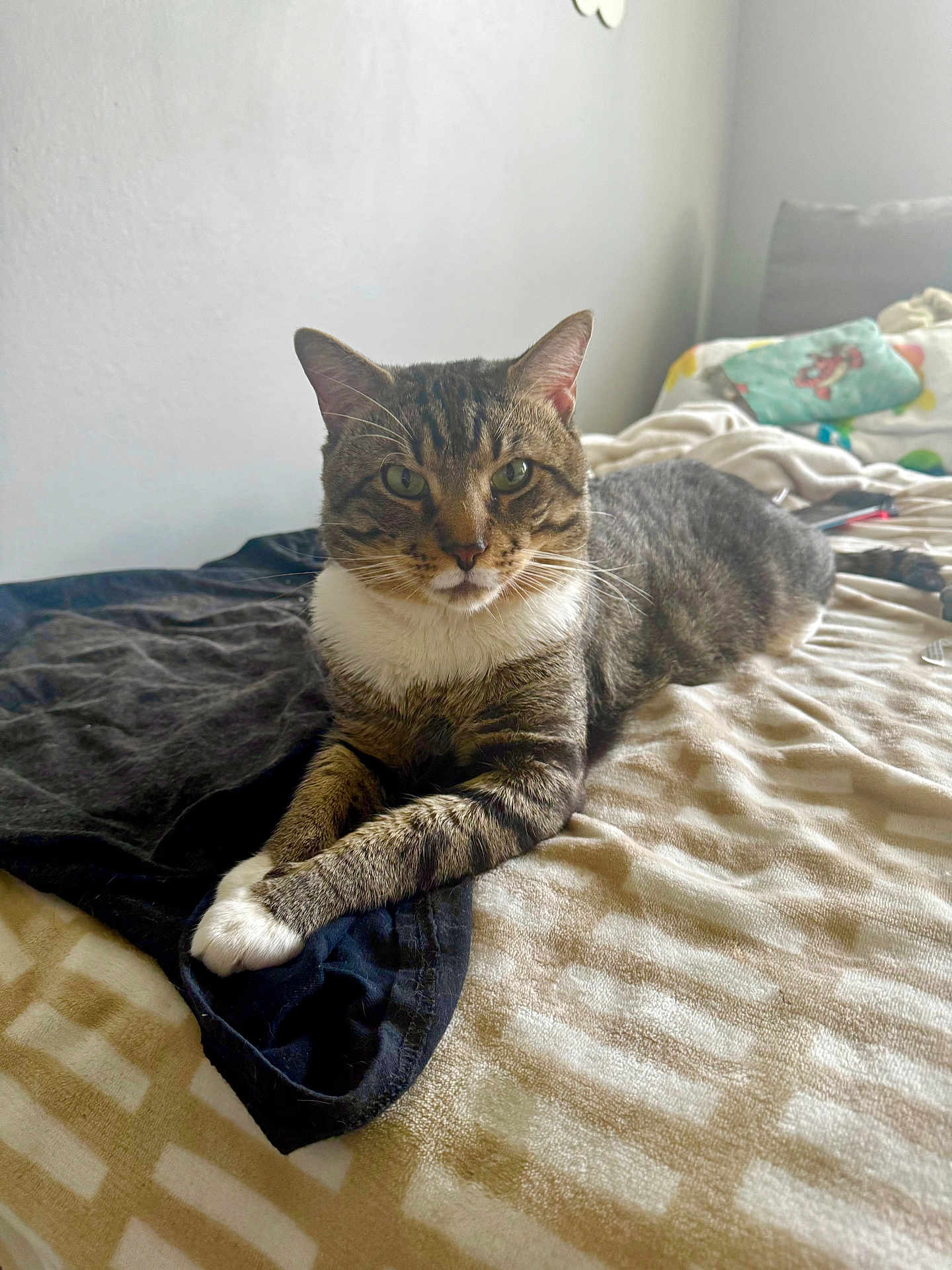 Chippy joined the competition — help win amazing prizes! animal, bed, blanket, cat, cozy, cute, domestic, feline, fur, green_eyes, home, indoor, laying, paws, pet, relaxed, resting, soft_light, tabby, whiskers