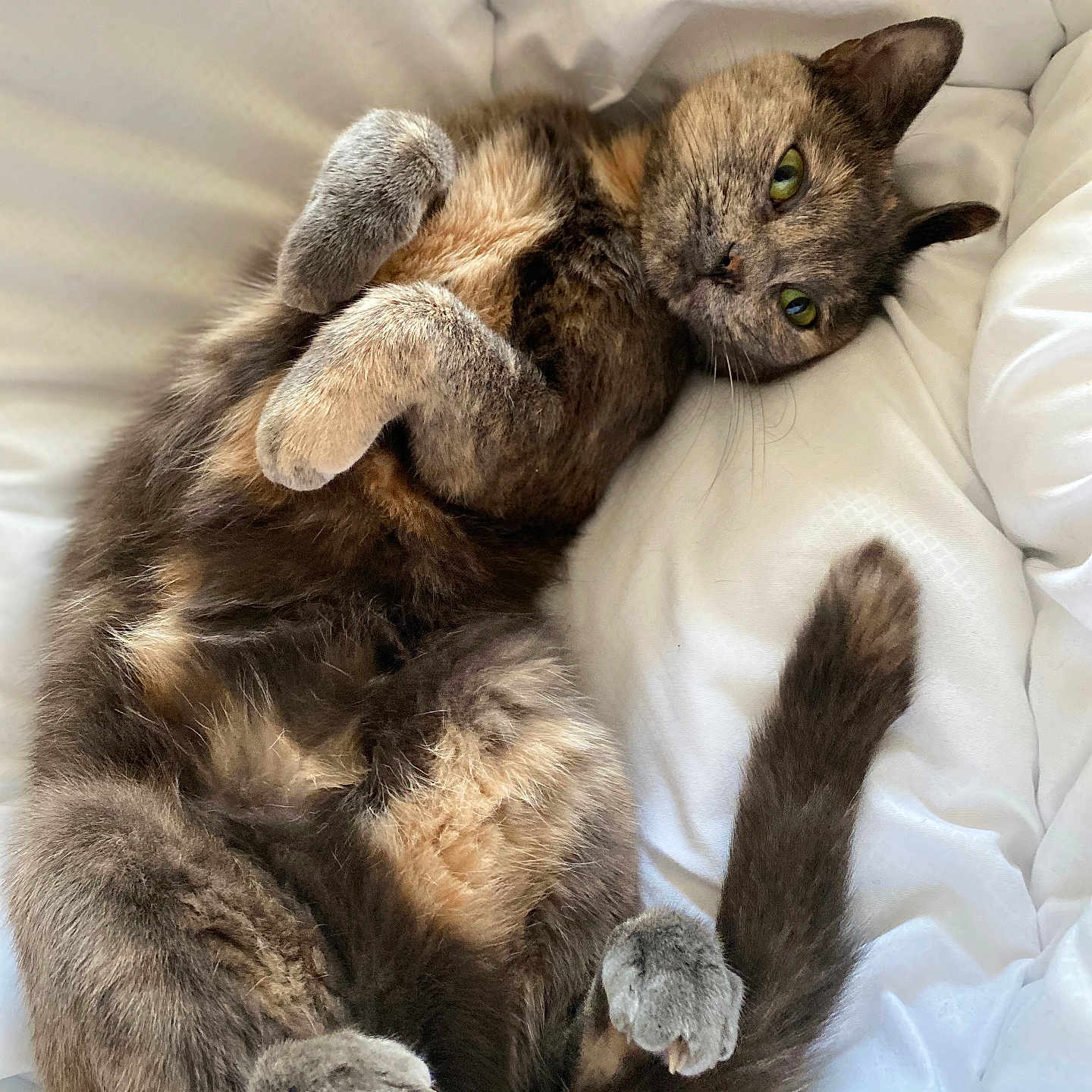 Bulma participe au concours pour gagner de l'argent avec cette photo : abyssinian, angora, animal, bed, bedroom, blanket, cat, couch, cushion, furniture, homedecor, indoors, kitten, manx, person, pet, plush, room, siamese, sleeping