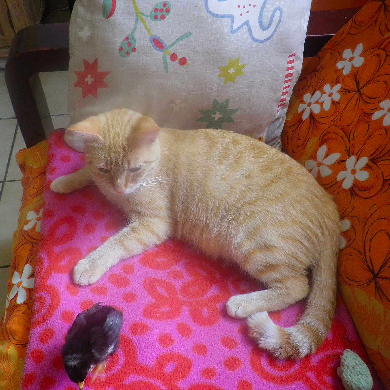 Praline et coco
