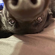 Luna is registered to the contest to win money with this photo: animal, bed, blanket, close_up, curious, cute, dog, domestic_animal, eyes, face, fur, indoor, looking, mammal, nose, pet, portrait, snout, soft, whiskers