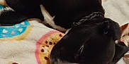 Kona is registered to the contest to win money with this photo: animal, black_dog, blanket, companion, cozy, cute, dog, domestic, fur, indoor, patterned_blanket, pet, puppy, relaxing, resting, sleep, sleeping, soft_texture, white_patch, young_dog