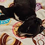 animal, black_dog, blanket, companion, cozy, cute, dog, domestic, fur, indoor, patterned_blanket, pet, puppy, relaxing, resting, sleep, sleeping, soft_texture, white_patch, young_dog