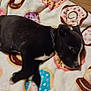 animal, black_and_white, blanket, canine, collar, cozy, cute, dog, donut_pattern, floor, fur, indoor, paw, pet, puppy, relaxing, resting, sleeping, soft, young