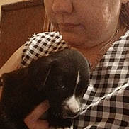 Kona is registered to the contest to win money with this photo: animal, black_and_white, casual, checkered_shirt, close_up, cute, dog, expression, face, furniture, hand, holding, home, indoor, looking, person, pet, portrait, puppy, young_dog