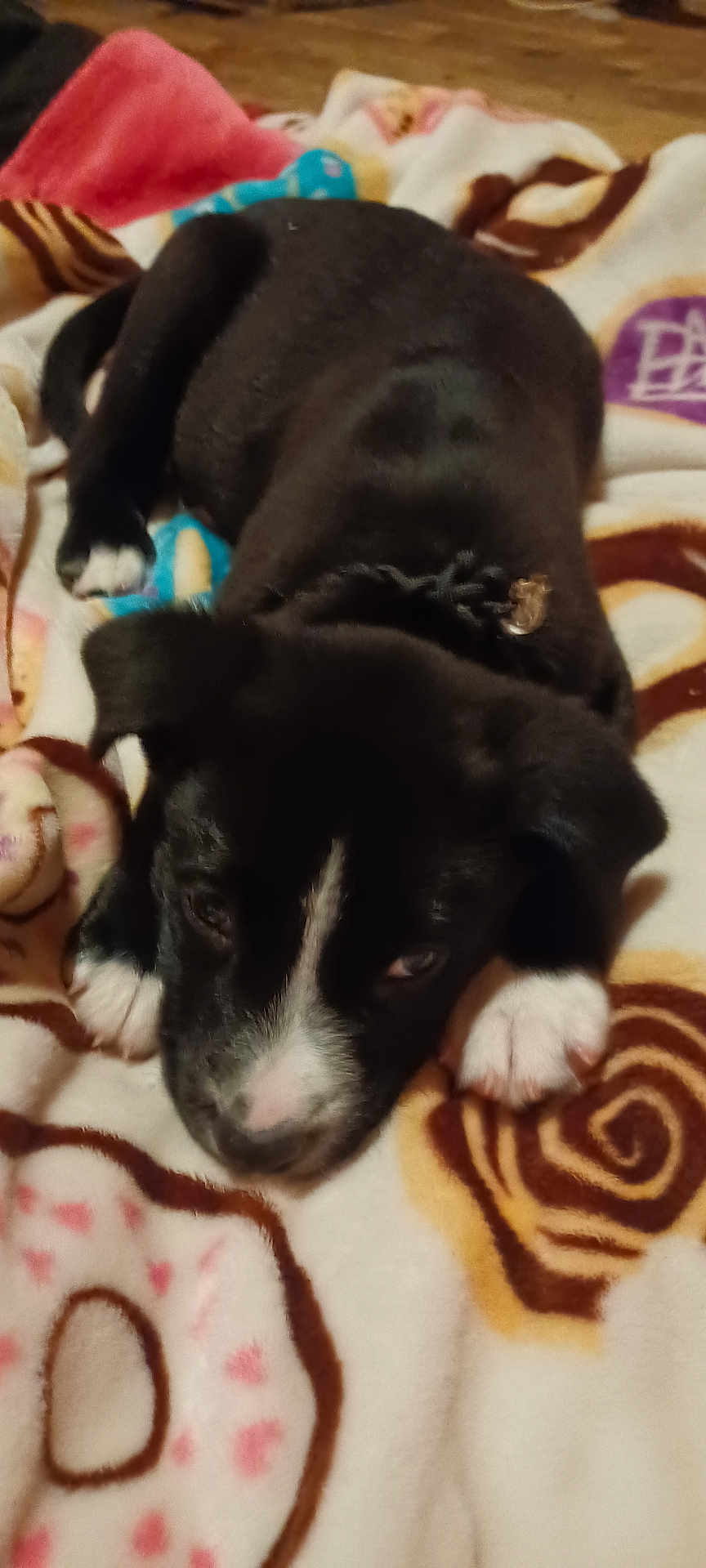 Kona