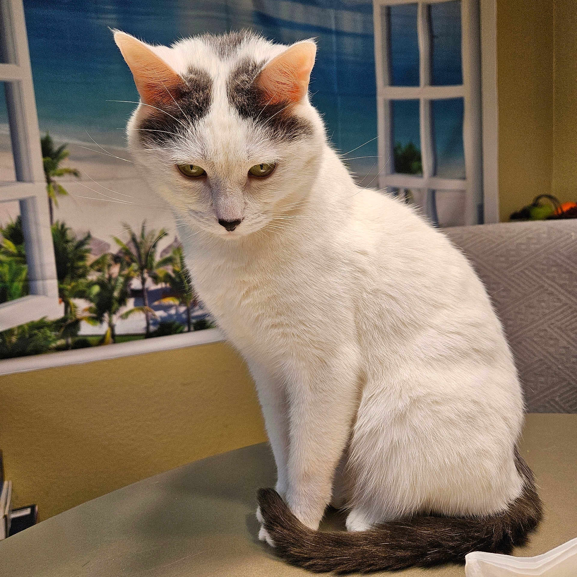 Casper is registered to the contest to win money with this photo: abyssinian, angora, animal, cat, egyptiancat, furniture, kitten, manx, pet, plant, pottedplant, siamese, white