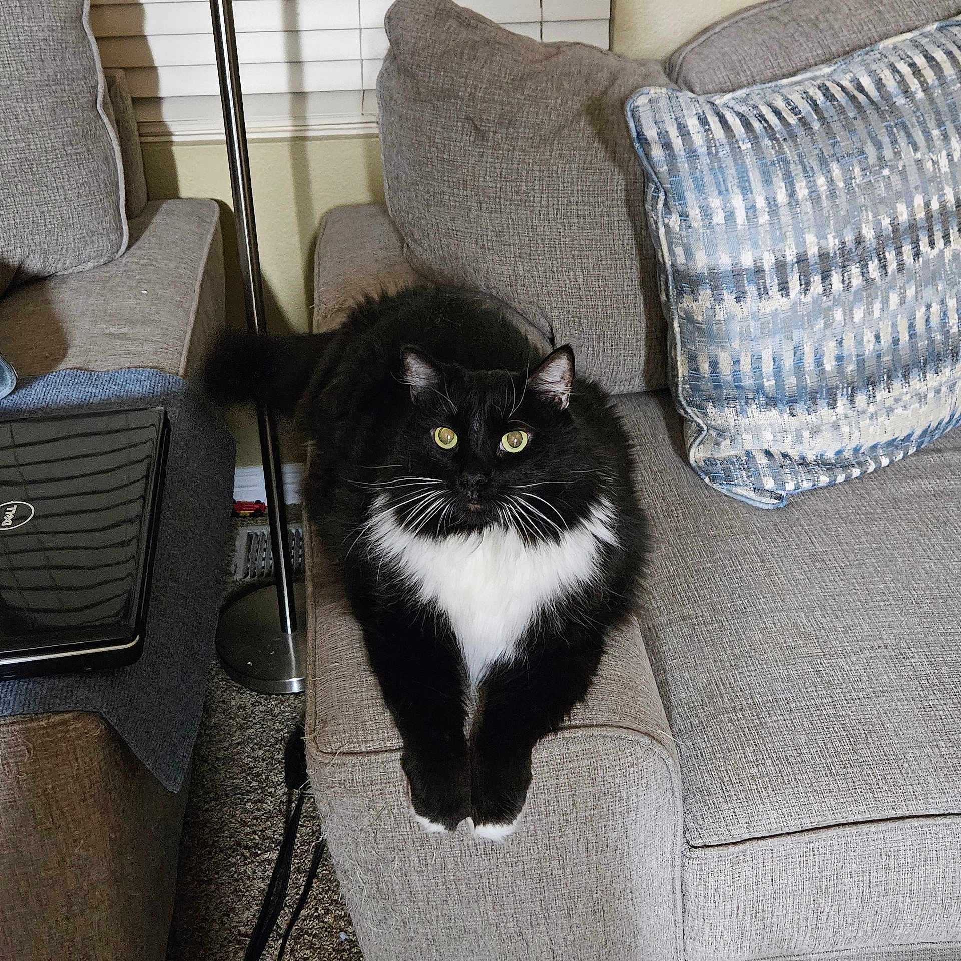 Pepper joined the competition — help win amazing prizes! animal, architecture, armchair, building, cat, chair, computer, couch, cushion, electronics, furniture, homedecor, indoors, kitten, laptop, livingroom, manx, pc, pet, room