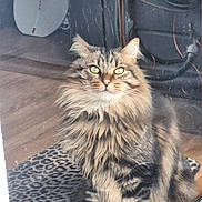 Davey Jones joined the competition — help win amazing prizes! cat, tabby, fluffy, green_eyes, indoor, glass_door, reflection, rug, patterned_rug, feline, pet, sitting, curious, whiskers, ears, fur, wood_floor, home, domestic_cat, animal