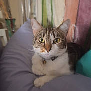 Sonny is registered to the contest to win money with this photo: cat, tabby, pet, indoor, cushion, purple, collar, bell, feline, relaxed, cute, animal, whiskers, eyes, fur, home, comfort, portrait, resting, curious