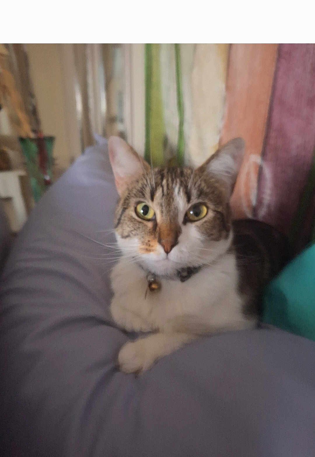 Sonny is registered to the contest to win money with this photo: cat, tabby, pet, indoor, cushion, purple, collar, bell, feline, relaxed, cute, animal, whiskers, eyes, fur, home, comfort, portrait, resting, curious