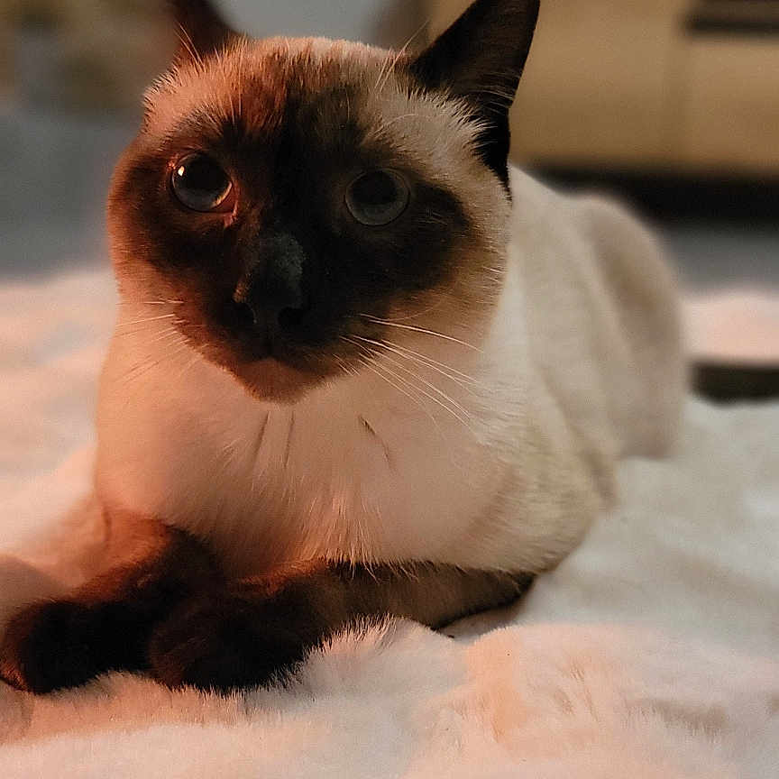 Shester