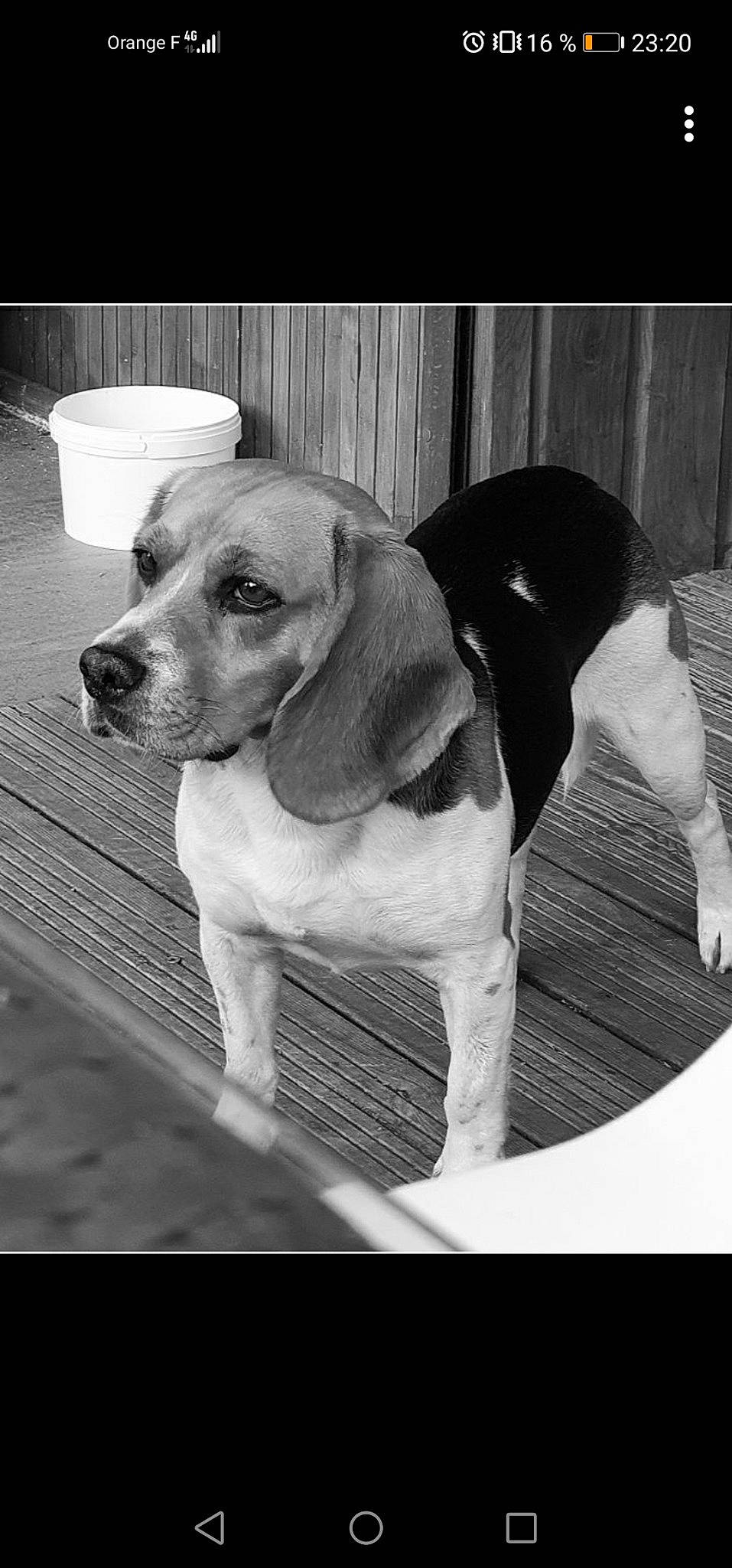 Tupas participe au concours pour gagner de l'argent avec cette photo : canidae, carnivore, companion_dog, dog, dog_breed, hound, hunting_dog, monochrome, monochrome_photography, pet_supply, photo_caption, scent_hound, snout, sporting_group, style, working_animal