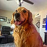 Bailey is registered to the contest to win money with this photo: dog, golden_retriever, indoor, living_room, carpet, ceiling_fan, tongue_out, happy, pet, fur, canine, animal, home, furniture, decor, smiling, closeup, mammal, companion, friendly