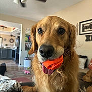 Bailey is registered to the contest to win money with this photo: golden_retriever, dog, pet, animal, indoor, living_room, toy, orange, fur, tongue, close_up, canine, muzzle, cute, domestic, companion, furniture, blanket, ceiling_fan, relaxed