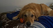 Bailey is registered to the contest to win money with this photo: golden_retriever, dog, pet, bed, blanket, toy, orange_ball, resting, indoor, cozy, brown, fur, animal, canine, laying_down, looking_at_camera, domestic, comfort, relaxed, portrait