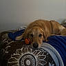 golden_retriever, dog, pet, bed, blanket, toy, orange_ball, resting, indoor, cozy, brown, fur, animal, canine, laying_down, looking_at_camera, domestic, comfort, relaxed, portrait