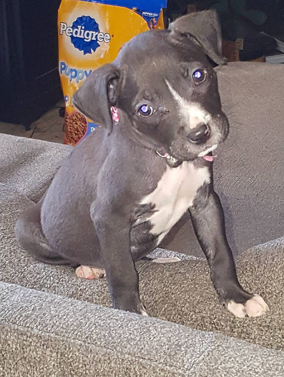 Egypt joined the competition — help win amazing prizes! american_pit_bull_terrier, carnivoran, dog, dog_breed, dog_breed_group, dog_like_mammal, fawn, italian_greyhound, pit_bull, puppy, snout