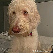Nova is registered to the contest to win money with this photo: airedale, animal, bed, bison, canine, couch, cushion, dog, furniture, homedecor, hound, indoors, person, pet, poodle, puppy, sleeping, snout, terrier, whitedog
