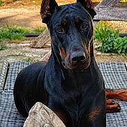 Eros participe au concours pour gagner de l'argent avec cette photo : dog, doberman, black_and_tan, sitting, outdoor, garden, pet, portrait, alert, ears, brown_markings, short_hair, large_dog, canine, lounger, wicker, turtle_shell, wooden_fence, grass, animal