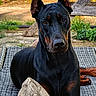 dog, doberman, black_and_tan, sitting, outdoor, garden, pet, portrait, alert, ears, brown_markings, short_hair, large_dog, canine, lounger, wicker, turtle_shell, wooden_fence, grass, animal