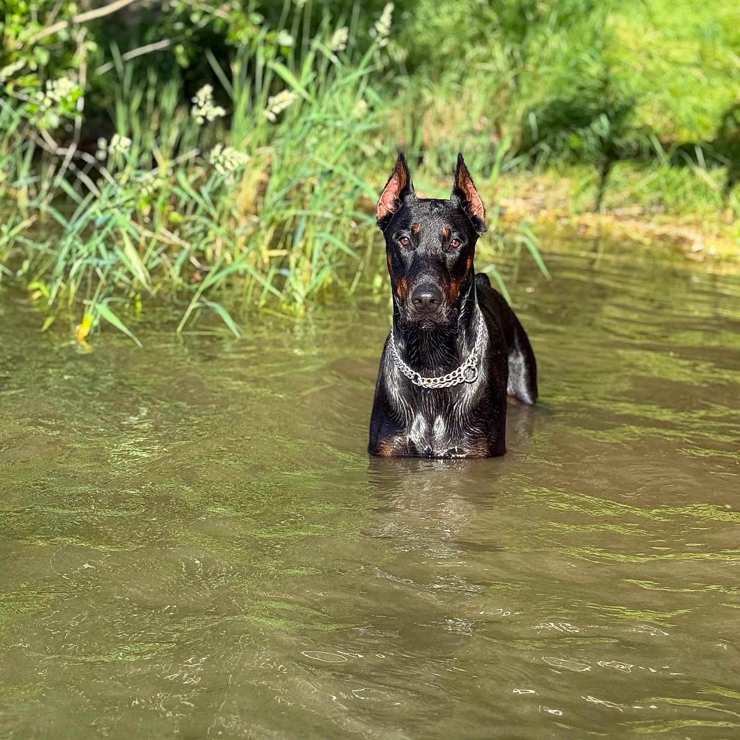 Eros a rejoint le concours — aidez-le/la à gagner de superbes lots ! dog, doberman, black_dog, standing, water, creek, river, outdoors, nature, forest, greenery, wet, swimming, animal, pet, portrait, upright_ears, collar, chain_collar, reflection
