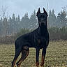 Eros a rejoint le concours — aidez-le/la à gagner de superbes lots ! dog, doberman, black_dog, standing, outdoors, field, grass, forest, pine_trees, mist, overcast, portrait, full_body, alert, erect_ears, short_coat, brown_markings, rural, nature, vertical_photo