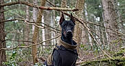 Eros participe au concours pour gagner de l'argent avec cette photo : dog, doberman, black_and_tan, standing, forest, woodland, outdoors, nature, trees, branches, moss, holly, foliage, tactical_harness, protective_vest, pointed_ears, portrait, alert, serious_expression, animal_photography