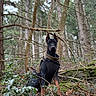 dog, doberman, black_and_tan, standing, forest, woodland, outdoors, nature, trees, branches, moss, holly, foliage, tactical_harness, protective_vest, pointed_ears, portrait, alert, serious_expression, animal_photography