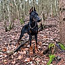 Eros a rejoint le concours — aidez-le/la à gagner de superbes lots ! dog, doberman, canine, black_and_tan, standing, outdoors, forest, woodland, trees, tree_trunk, moss, fallen_leaves, nature, animal_portrait, pet, collar, chain_necklace, pointed_ears, alert, full_body