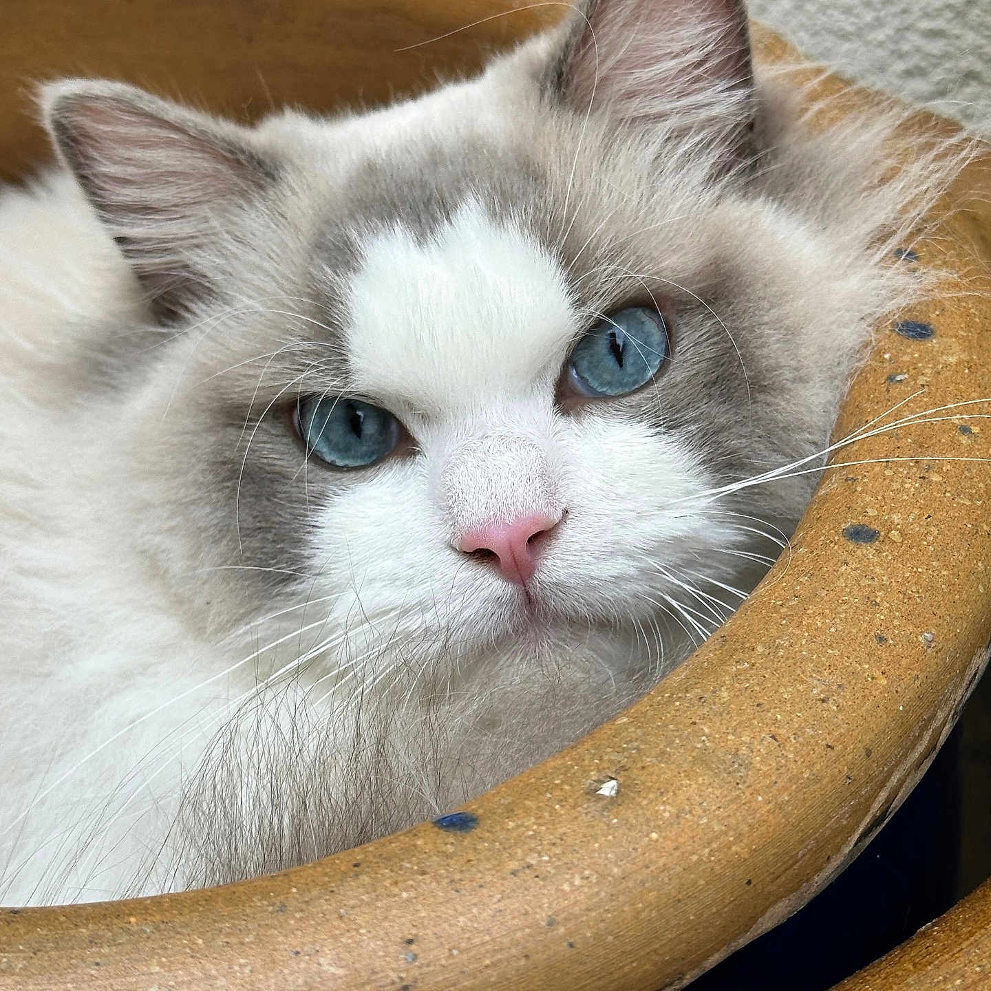 Aston De Medicis participe au concours pour gagner de l'argent avec cette photo : animal, blue_eyes, cat, clay_pot, close_up, curious, cute, domestic_animal, ears, feline, fluffy, fur, indoor, pet, pink_nose, portrait, pot, relaxed, resting, whiskers