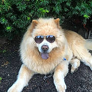 Beethoven joined the competition — help win amazing prizes! dog, sunglasses, fluffy, outdoor, bush, tongue_out, canine, pet, relaxed, shade, golden_fur, animal, lying_down, nature, summer, cool, portrait, muzzle, paw, friendly