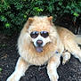 animal, bush, canine, cool, dog, fluffy, friendly, golden_fur, lying_down, muzzle, nature, outdoor, paw, pet, portrait, relaxed, shade, summer, sunglasses, tongue_out
