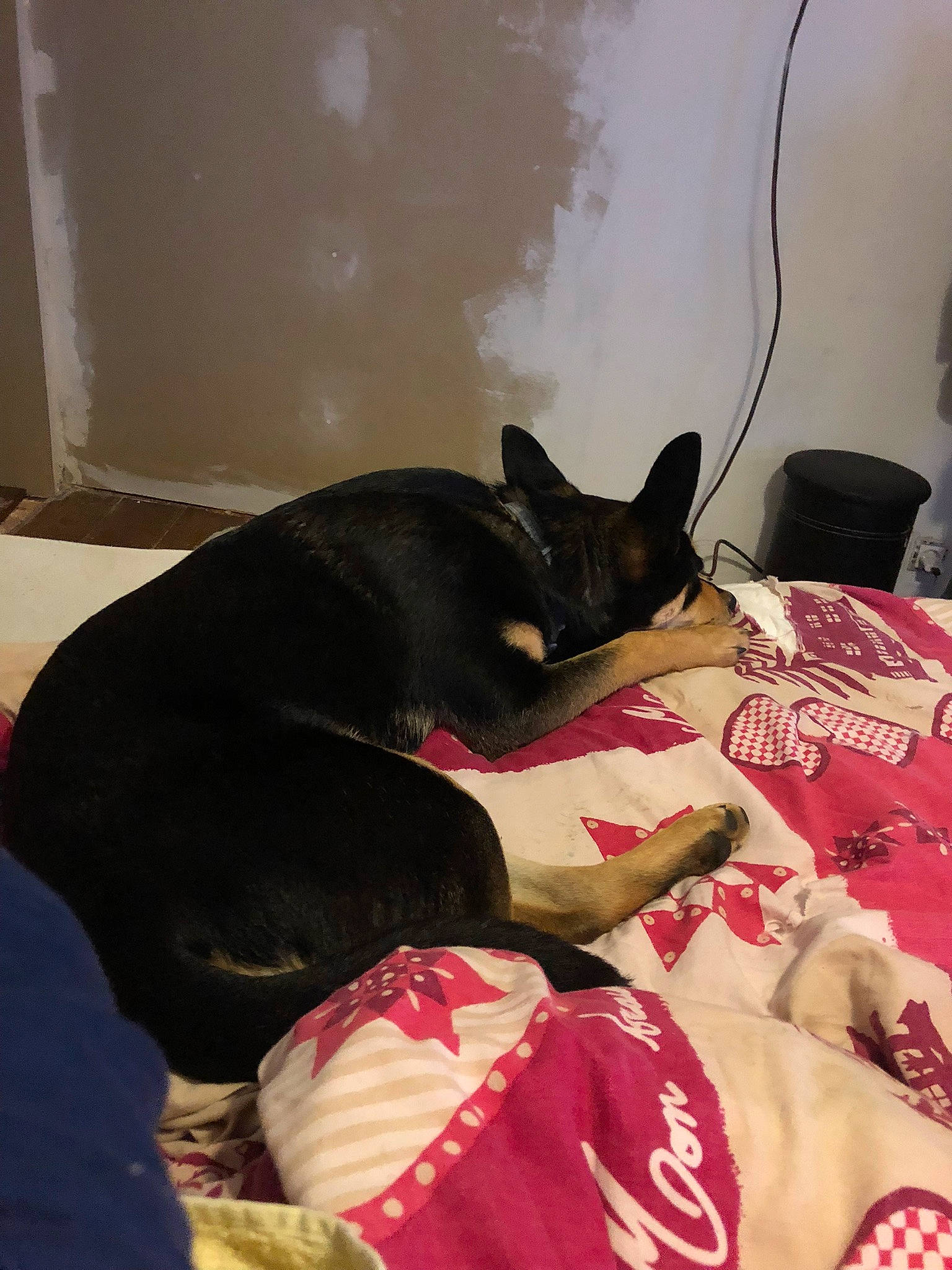 Salto a rejoint le concours — aidez-le/la à gagner de superbes lots ! bed, canidae, carmine, carnivore, comfort, companion_dog, dog, dog_breed, dog_supply, fawn, felidae, fur, linens, room, small_to_medium_sized_cats, snout, sporting_group, tail, whiskers, working_animal