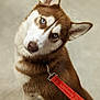 Cinnamon is registered to the contest to win money with this photo: dog, husky, blue_eyes, leash, pet, animal, fur, ears, sitting, head_tilt, canine, domestic_animal, indoor, close_up, muzzle, collar, looking_up, friendly, companion, cute