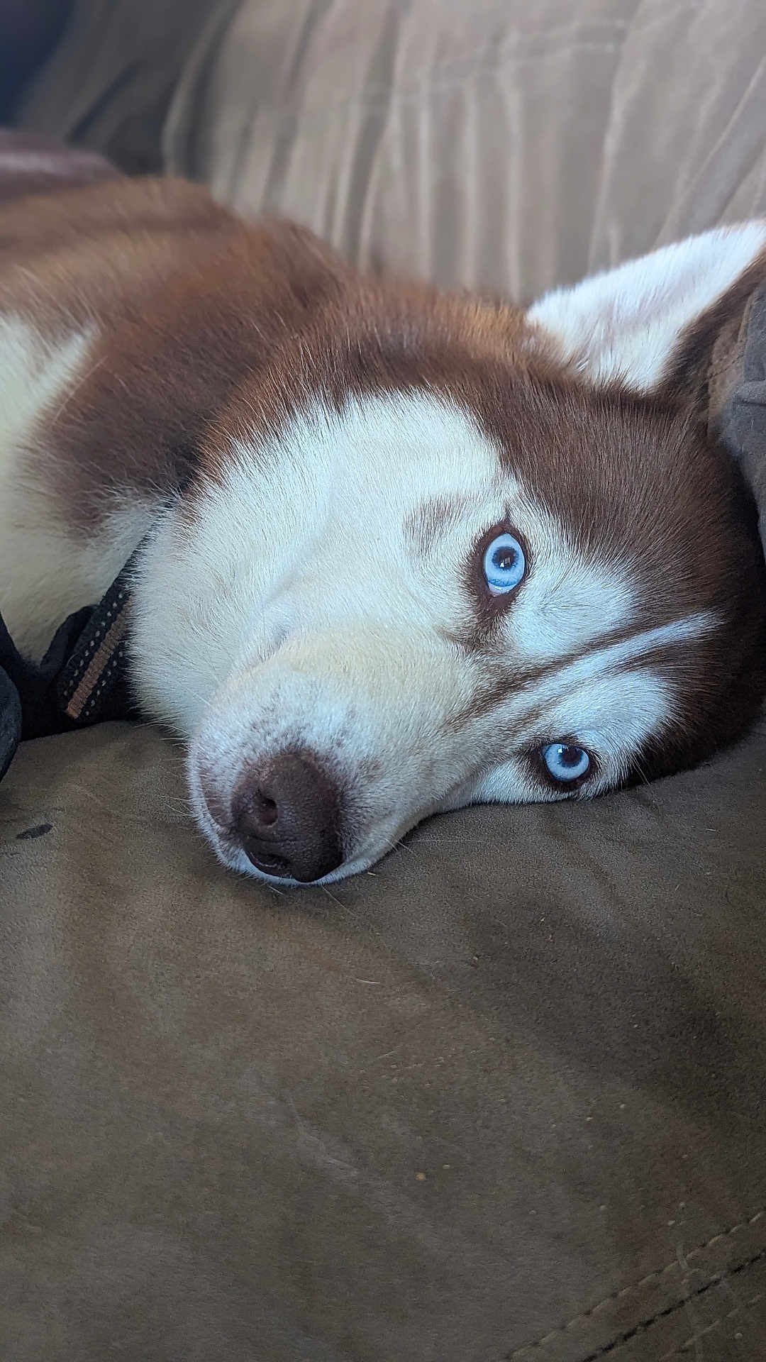 Cinnamon is registered to the contest to win money with this photo: dog, husky, blue_eyes, close_up, pet, lying_down, fur, canine, animal, indoor, couch, resting, portrait, cozy, domestic, mammal, face, snout, whiskers, collar