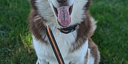 Cinnamon joined the competition — help win amazing prizes! dog, siberian_husky, blue_eyes, tongue_out, grass, outdoor, pet, animal, canine, collar, leash, fur, mammal, cute, friendly, portrait, sitting, daylight, nature, happy