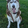 dog, siberian_husky, blue_eyes, tongue_out, grass, outdoor, pet, animal, canine, collar, leash, fur, mammal, cute, friendly, portrait, sitting, daylight, nature, happy