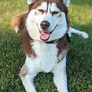 Cinnamon is registered to the contest to win money with this photo: dog, husky, brown_and_white_coat, grass, outdoor, pet, canine, happy, tongue_out, collar, lying_down, sunlight, nature, animal, mammal, friendly, cute, closeup, summer, playful
