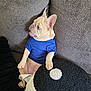 animal, black_pillow, blue_shirt, couch, cozy, cute, dog, domestic, ears, french_bulldog, fur, gray_couch, indoor, looking_sideways, pet, pillow, puppy, sitting, small_dog, yin_yang