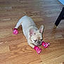 animal, canine, crate, cute, dog, domestic_animal, ears, flooring, french_bulldog, fur, home, indoor, laying, paw_protection, pet, pink_booties, resting, small_dog, toy, wooden_floor