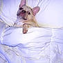 animal, bed, blanket, comfort, cute, dog, ears, french_bulldog, human_arm, indoor, paw, pet, pillow, pittsburgh_steelers, relaxation, resting, sleep, sports_blanket, textile, white_bedding
