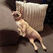Cali is registered to the contest to win money with this photo: brown_couch, canine, collar, comfortable, couch, cozy, cute, dog, domestic_animal, fur, indoor, living_room, nap, pet, pillows, relaxing, rest, resting, sleeping, white_pillow