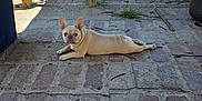 Cali joined the competition — help win amazing prizes! animal, backyard, brick_floor, daylight, dog, french_bulldog, grass, lying_down, metal_chair, nature, outdoor, patio, pet, puppy, relaxed, shed, sunlight, tree, wooden_post, yard